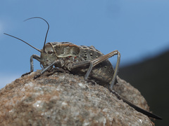 Pycnogaster