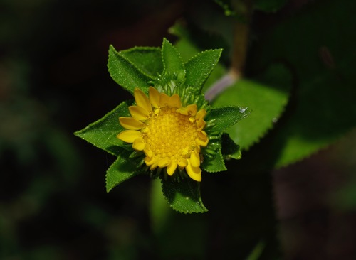 Image of Lonestar Gumweed (Grindelia adenodonta) by (c) Michelle W. （鍾偉瑋）, some rights reserved (CC BY)
