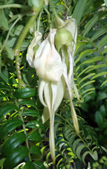 Clianthus puniceus