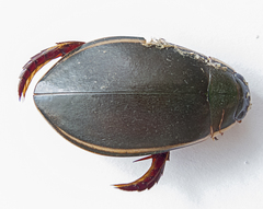 Cybister lateralimarginalis