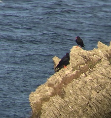 Pyrrhocorax pyrrhocorax pyrrhocorax