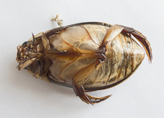 Cybister lateralimarginalis