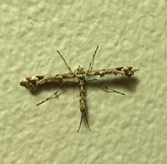 Amblyptilia pica