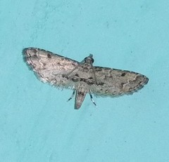 Sufetula