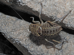 Pycnogaster