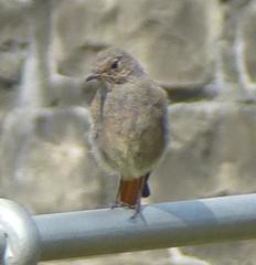 Phoenicurus ochruros