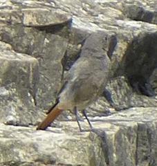 Phoenicurus ochruros