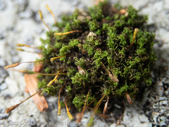 Ulota obtusiuscula