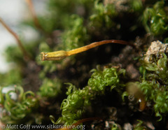 Ulota obtusiuscula