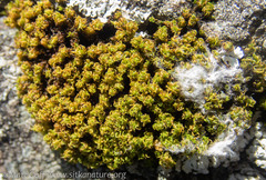 Plenogemma phyllantha