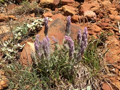 Castilleja schizotricha
