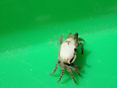 Austruca triangularis