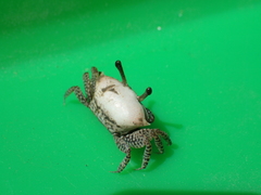 Austruca triangularis