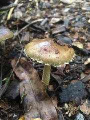 Stropharia formosa