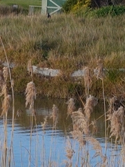 Gallinula tenebrosa