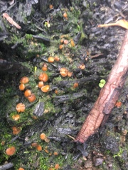 Anthracobia muelleri