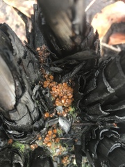 Anthracobia muelleri