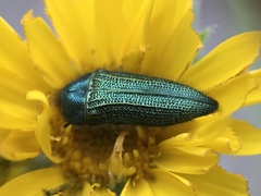 Acmaeodera resplendens