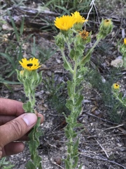 Heterotheca fulcrata