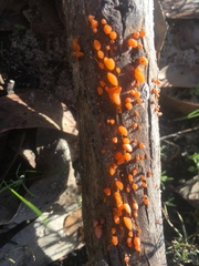 Tremellomycetes