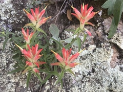 Castilleja tenuiflora