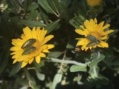 Heterotheca fulcrata