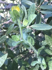 Heterotheca fulcrata