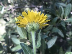 Heterotheca fulcrata