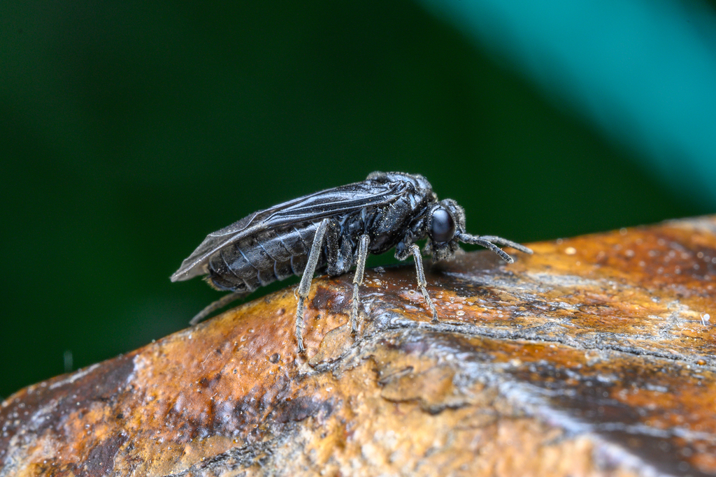 Tomostethus sinofraxini