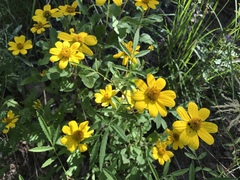 Heliopsis parvifolia