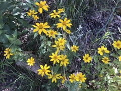 Heliopsis parvifolia