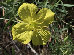 Oenothera toumeyi