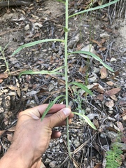Pennellia longifolia