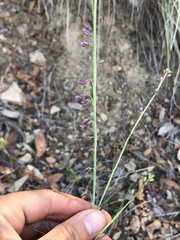Pennellia longifolia