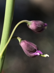 Pennellia longifolia