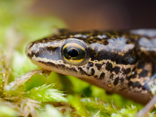 Palmate Newt