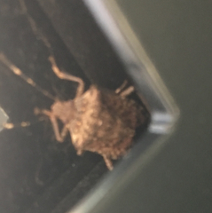 Halyomorpha halys