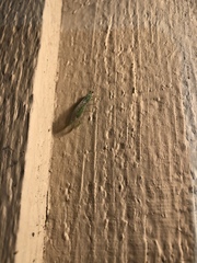 Chrysopa coloradensis