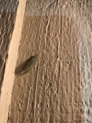 Chrysopa coloradensis