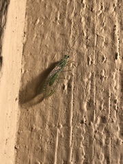 Chrysopa coloradensis