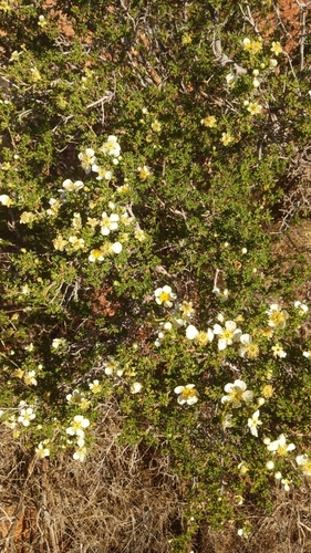 Stansbury cliffrose (Purshia stansburiana)