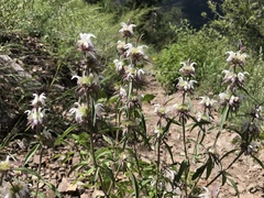 Monarda citriodora austromontana
