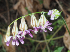 Silene secundiflora