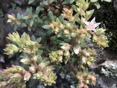 Sedum cockerellii
