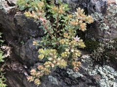 Sedum cockerellii