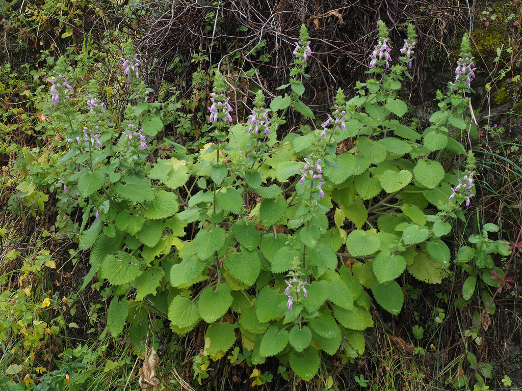 Stachys circinata