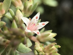 Sedum cockerellii