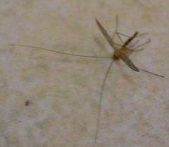 Macrocera