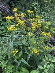 Senecio multidentatus huachucanus