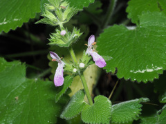 Stachys circinata